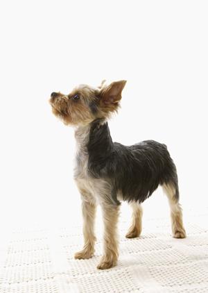 犬服の通販ならこのセレクトショップへ