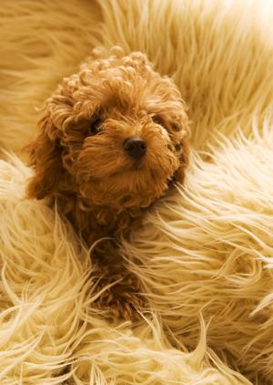 滋賀県で信頼できる豆柴の子犬販売業者