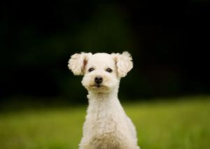 ペットと一緒に安心引越し！快適輸送のための完全ガイド