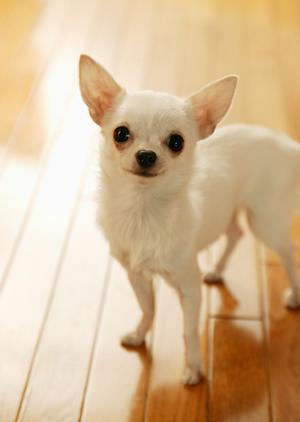 東京で高度医療を提供している動物病院