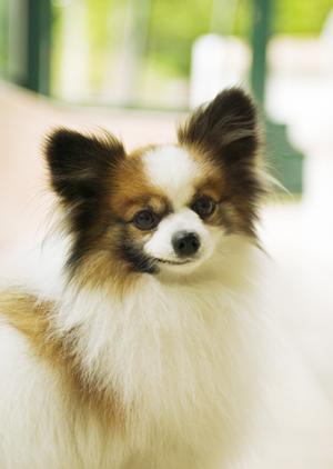 大阪で猫のトリミングを受けるなら知っておきたいポイントとおすすめサロン紹介