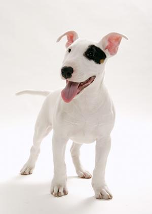 青山の人気レストランはペット可能