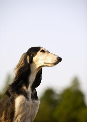 無添加ドッグフードで愛犬の健康を管理