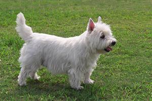 京都市で動物病院ならここがおすすめ