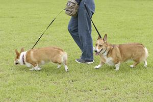 ペット保険に早めに加入しておく