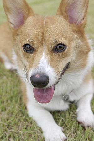 温かく丁寧な診療でペットの健康を守る