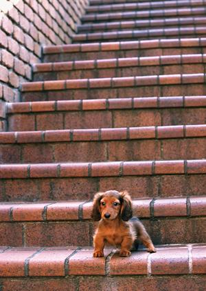 ペットをお寺で供養してもらうなら