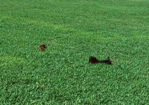 こだわりの鹿肉を使用したドッグフード