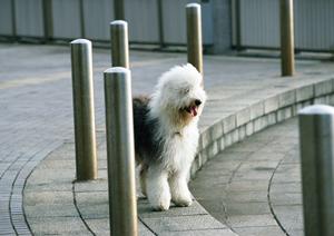 東区でうさぎやフェレットに対応