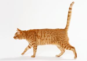 羽田空港近くの便利なペットホテルです