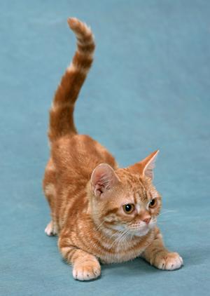 ペットを安心して移動させる！タクシーでの輸送方法と選び方完全ガイド