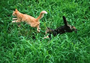 フクロウが仕事の疲れを癒してくれます