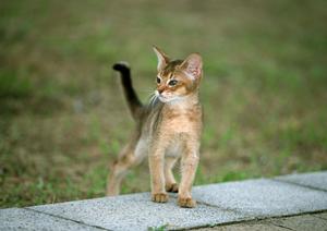 武蔵野にある24時間受付の動物病院